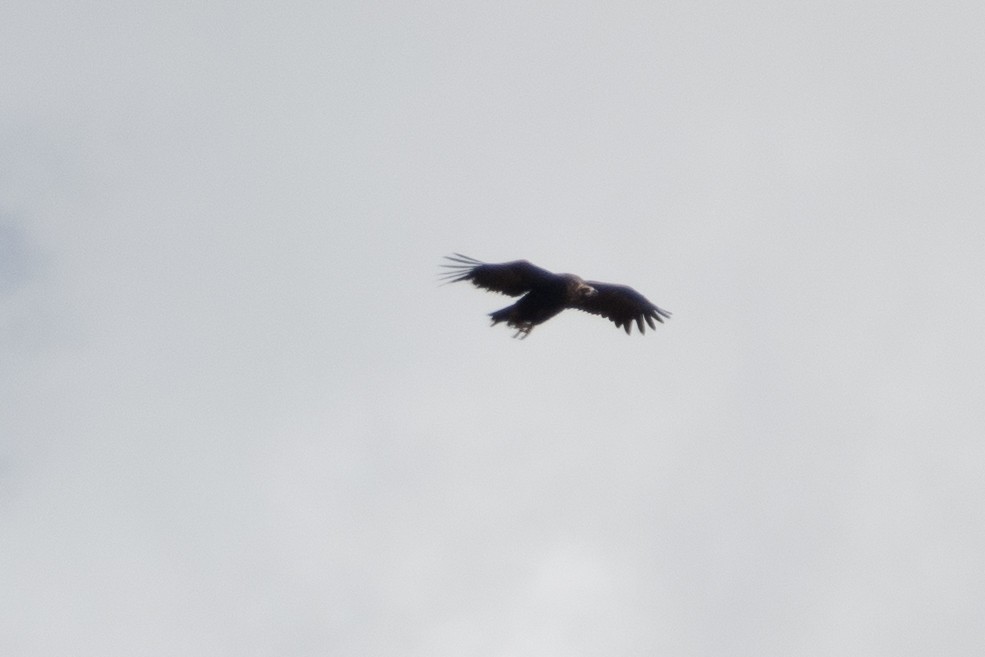 Cinereous Vulture - ML618840333