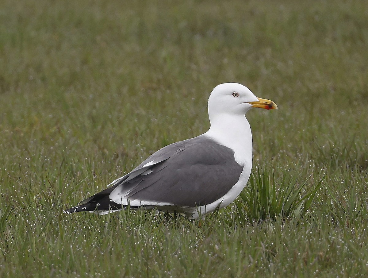 Lesser Black-backed Gull - Charles Fitzpatrick
