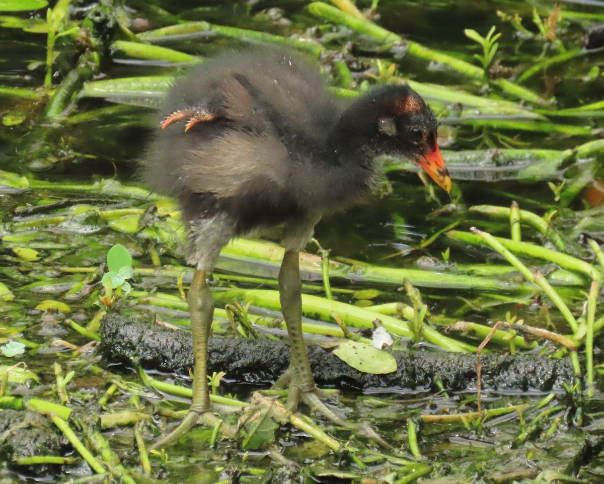 Common Gallinule - Laurie Witkin