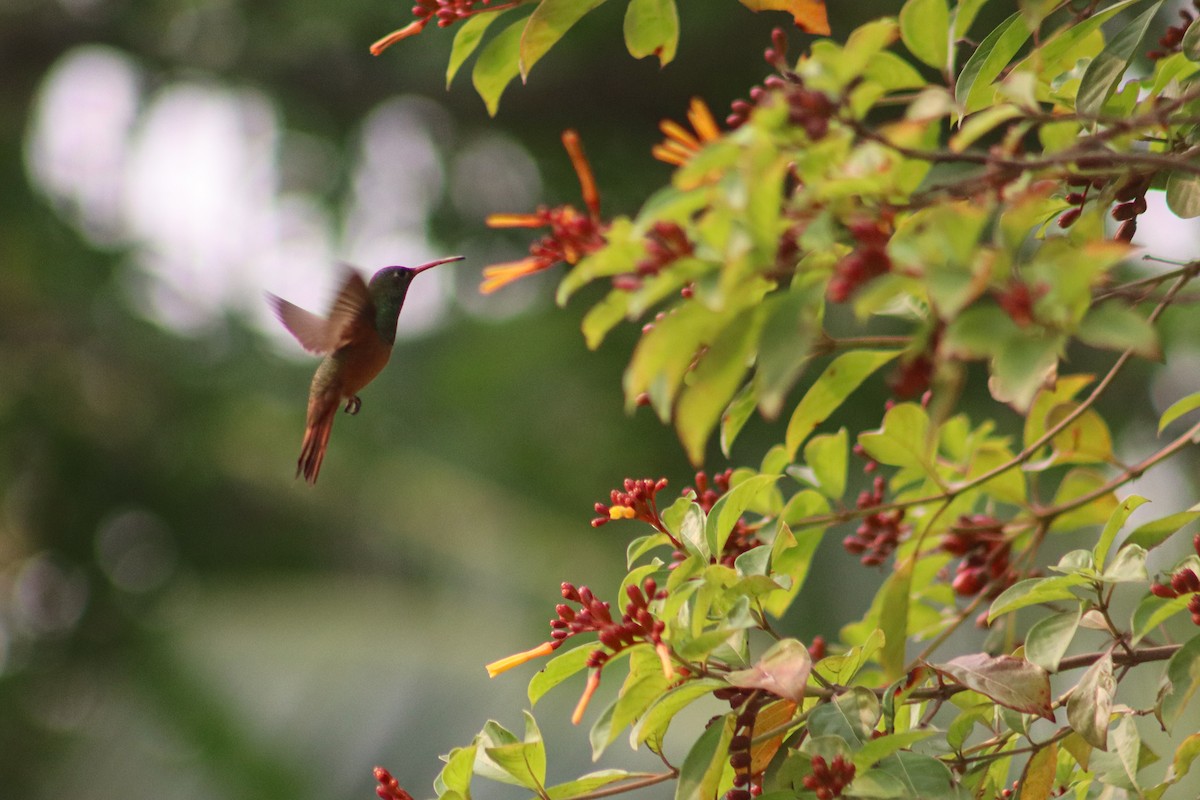 Buff-bellied Hummingbird - ML618840343