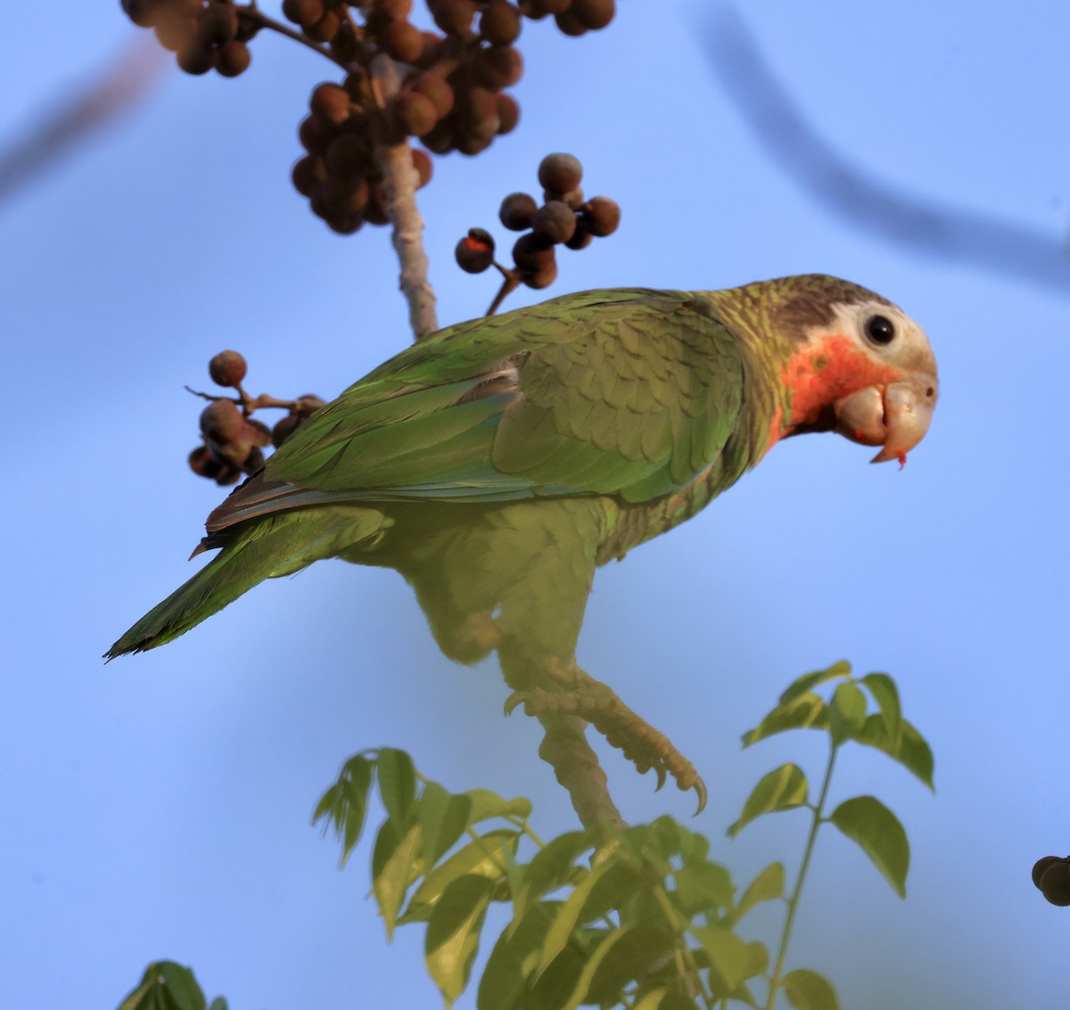 Cuban Parrot - ML618840348