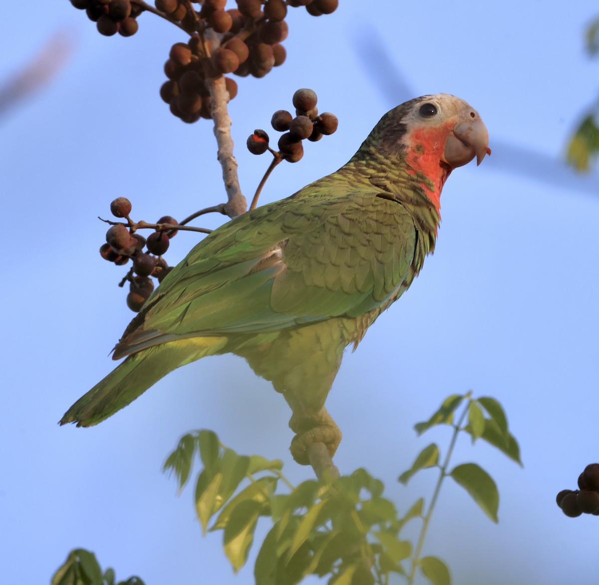 Cuban Parrot - ML618840349
