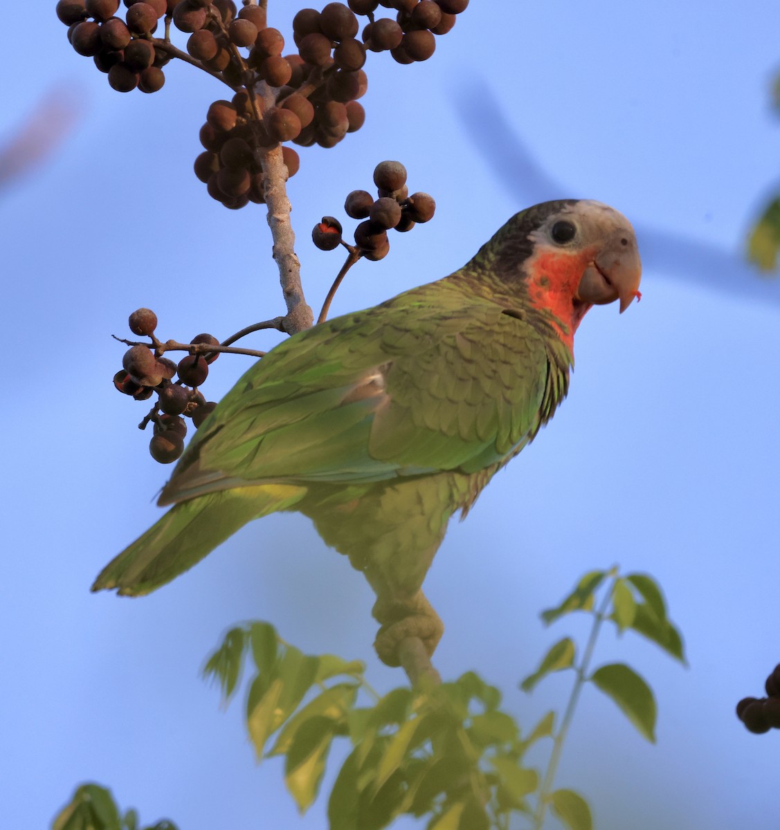 Cuban Parrot - ML618840354