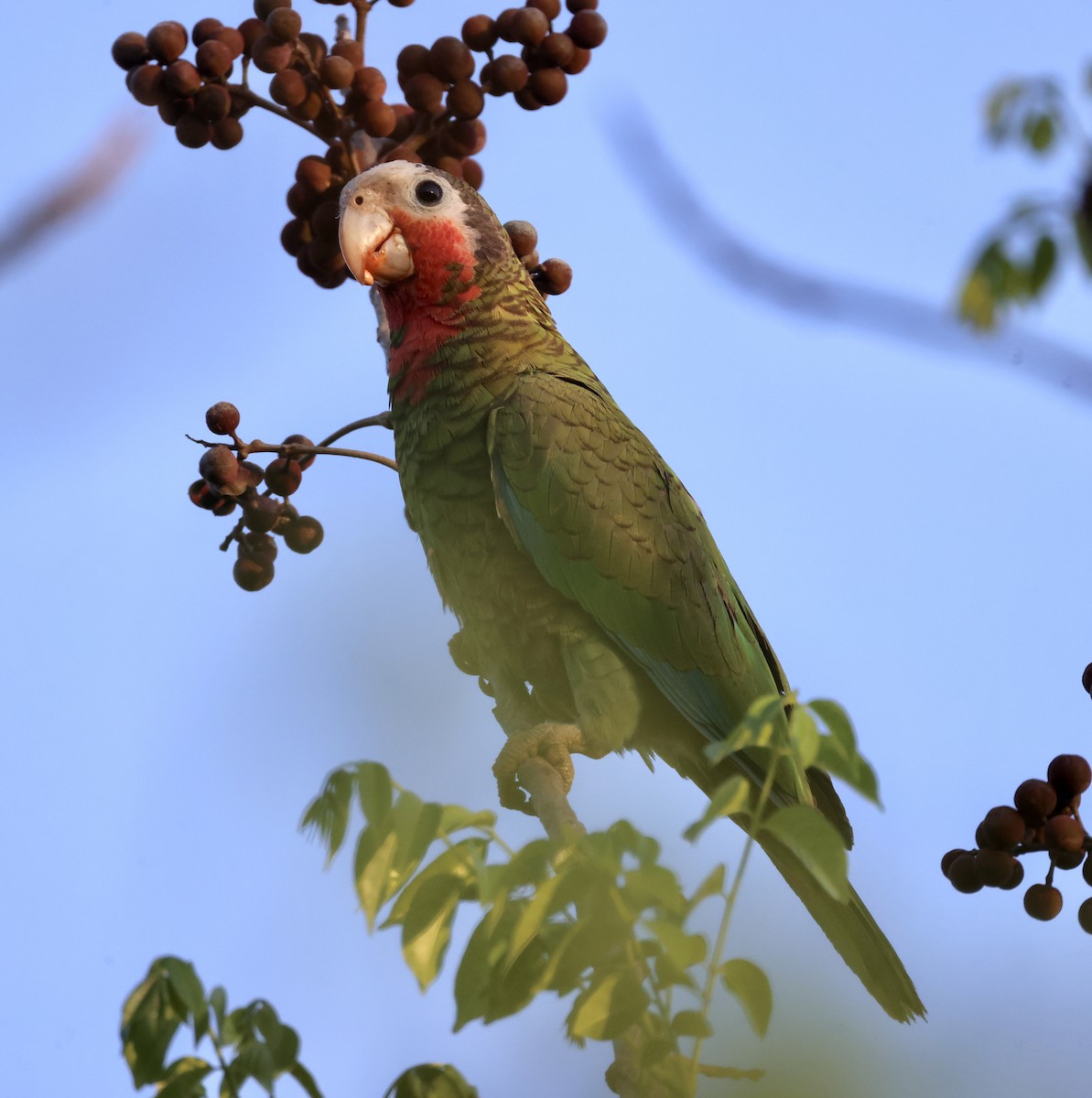 Cuban Parrot - ML618840357