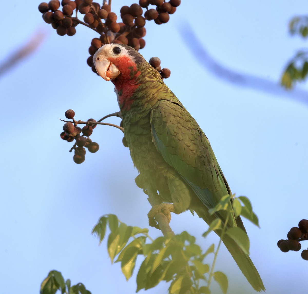 Cuban Parrot - ML618840358