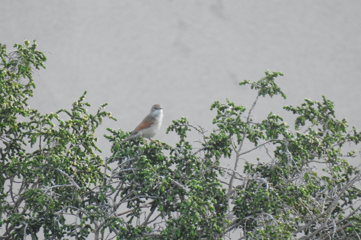 Spectacled Warbler - ML618840364