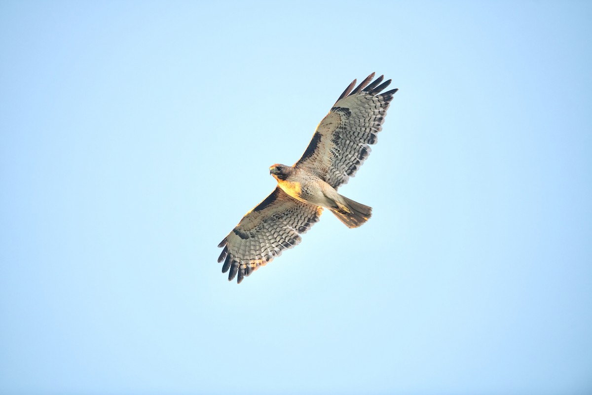 Red-tailed Hawk - ML618840380