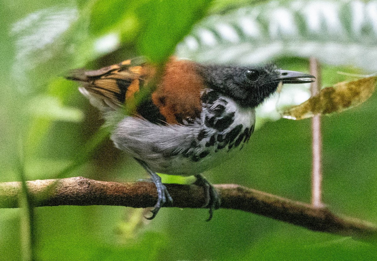 Spotted Antbird - ML618840383