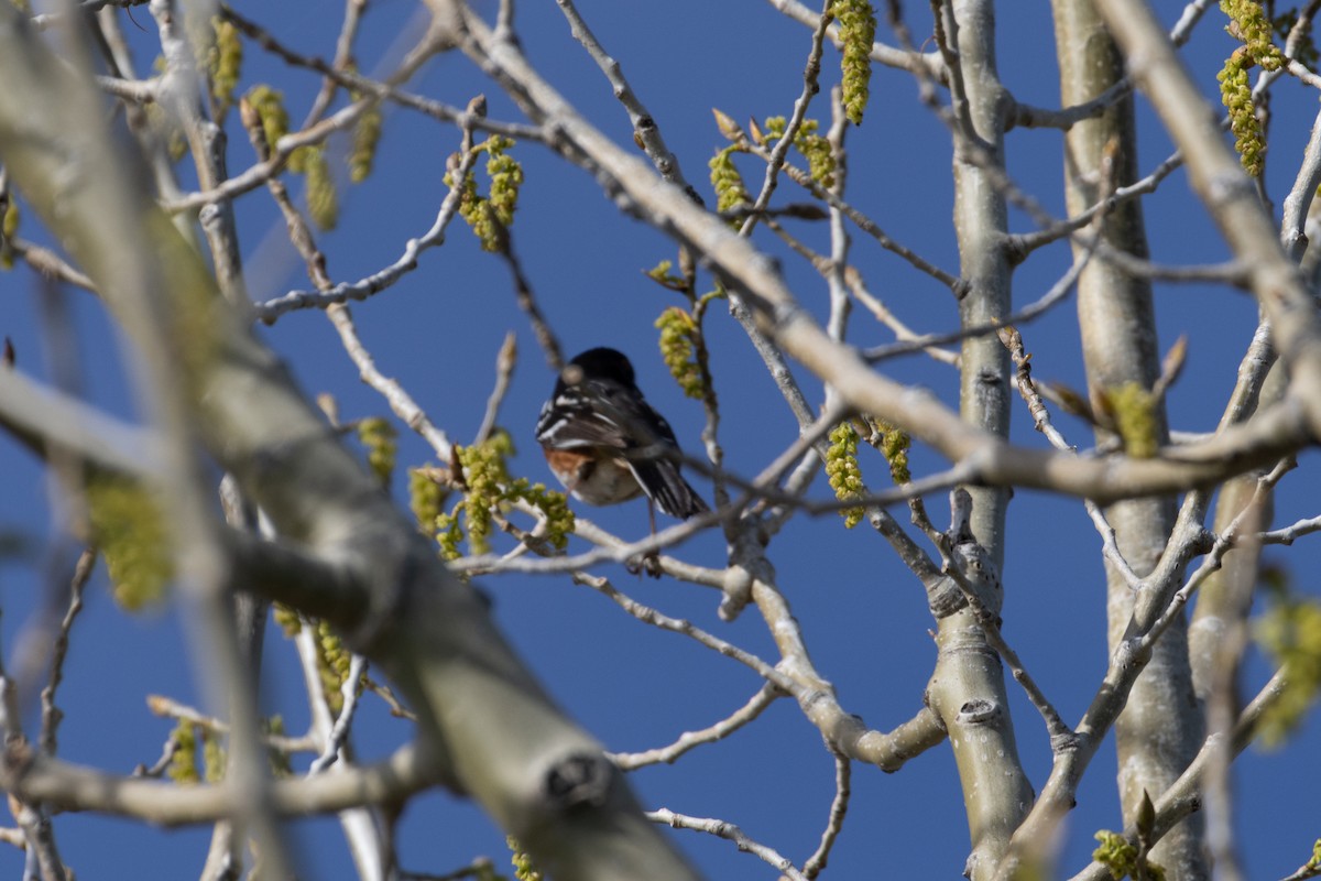 Spotted Towhee - ML618840434