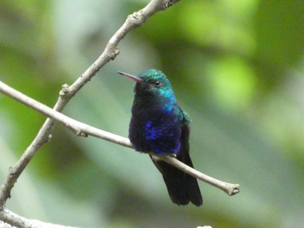 Violet-bellied Hummingbird - ML618840451