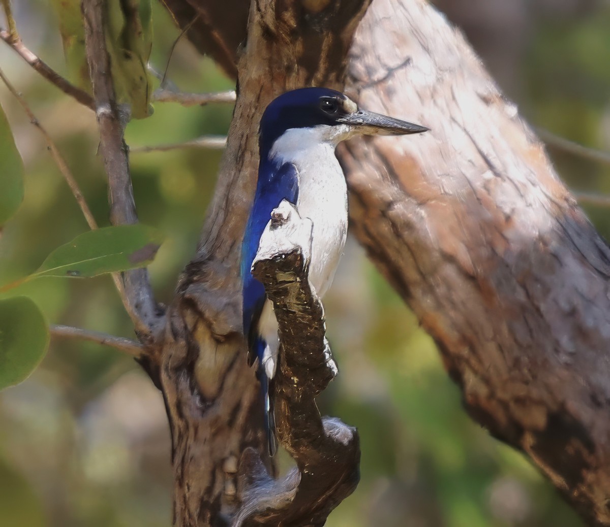 Forest Kingfisher - Constance Vigno