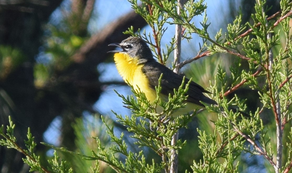 Yellow-breasted Chat - ML618840464