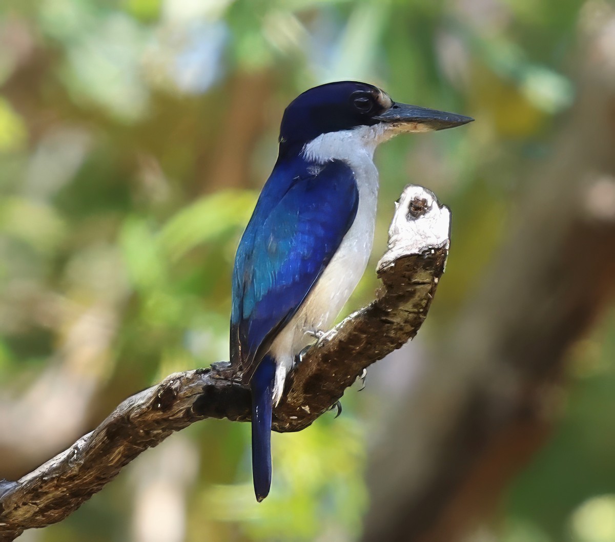 Forest Kingfisher - Constance Vigno