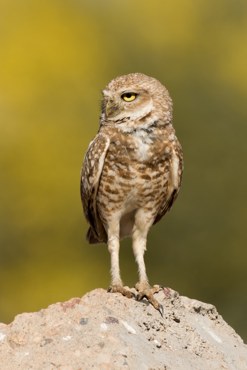 Burrowing Owl - ML618840474