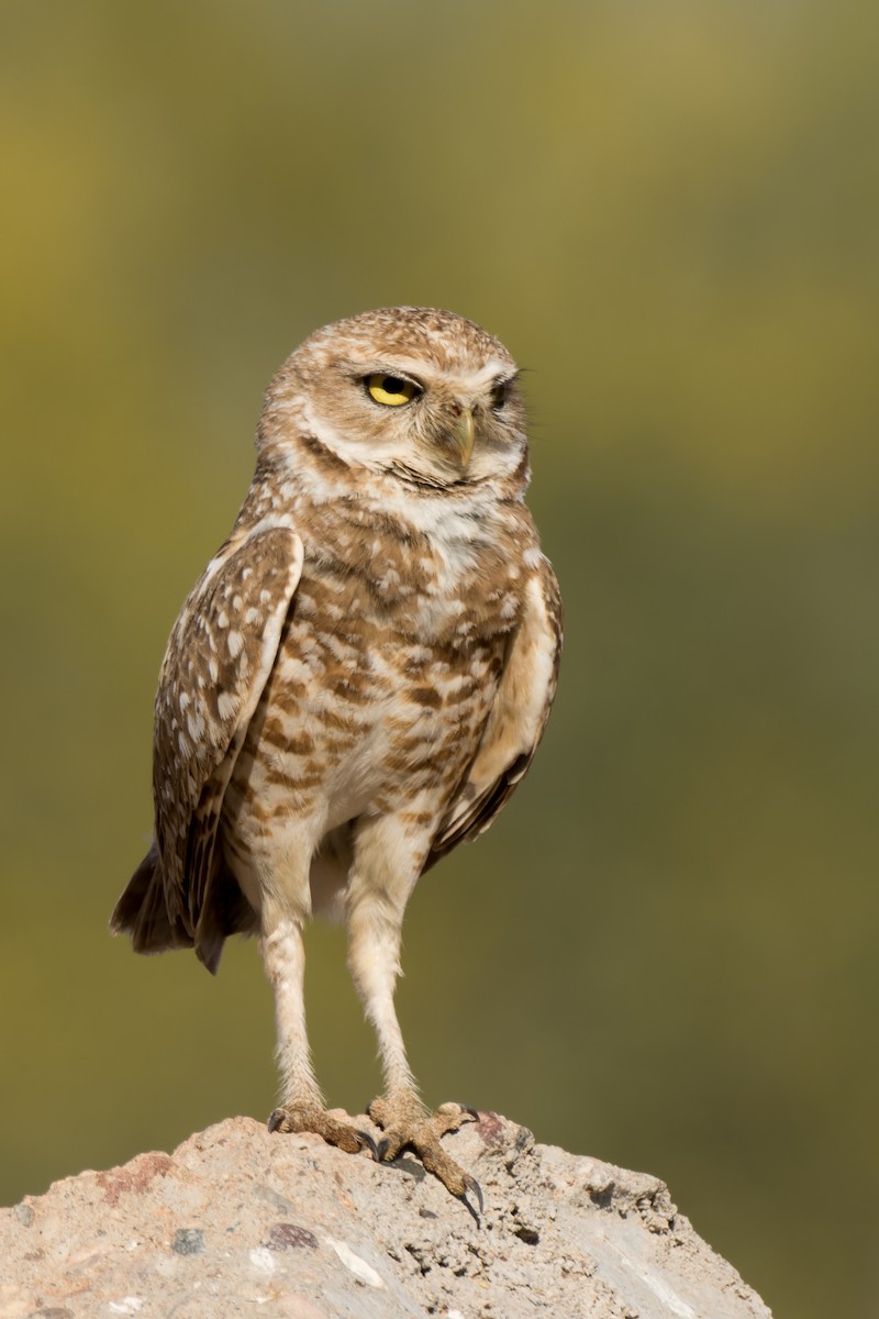 Burrowing Owl - ML618840475