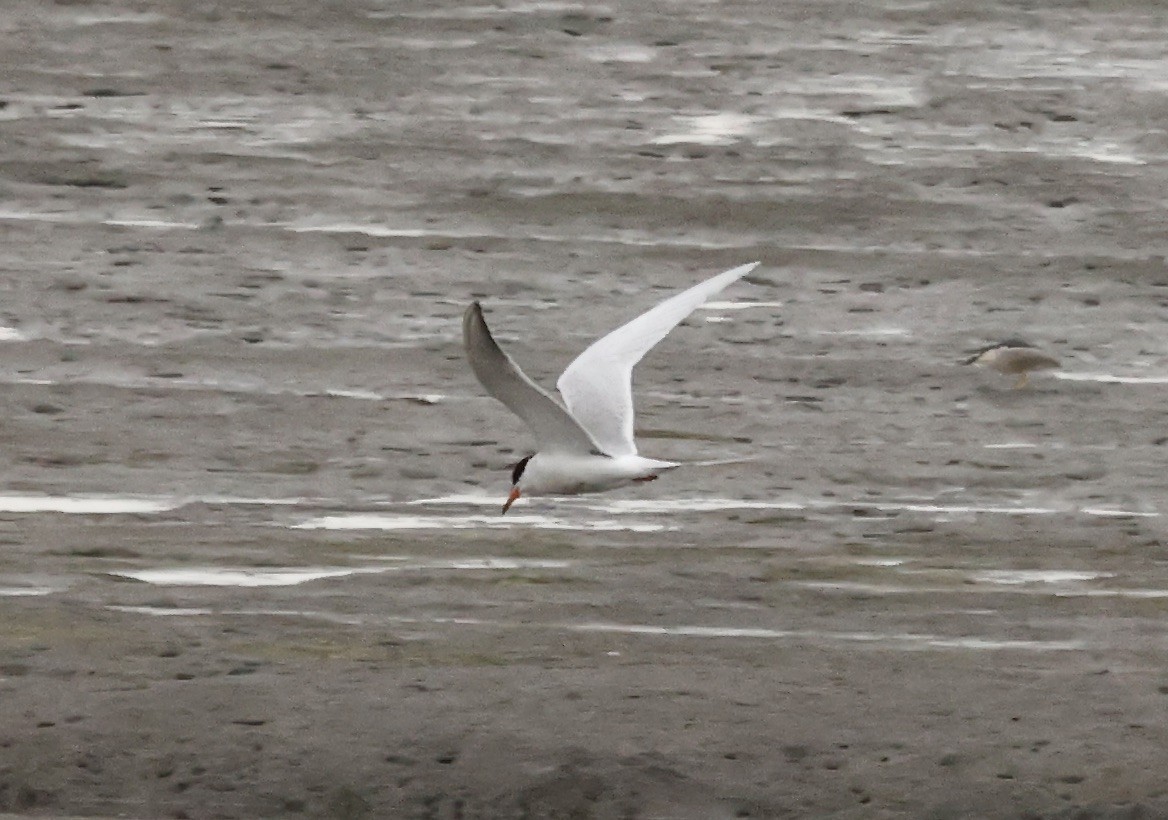 Forster's Tern - Millie and Peter Thomas