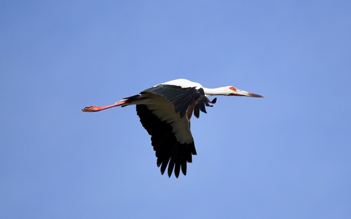 Maguari Stork - Camilo Garcia Gonzalez