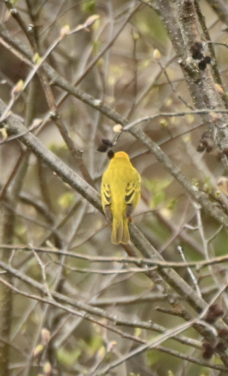 Yellow Warbler - ML618840520