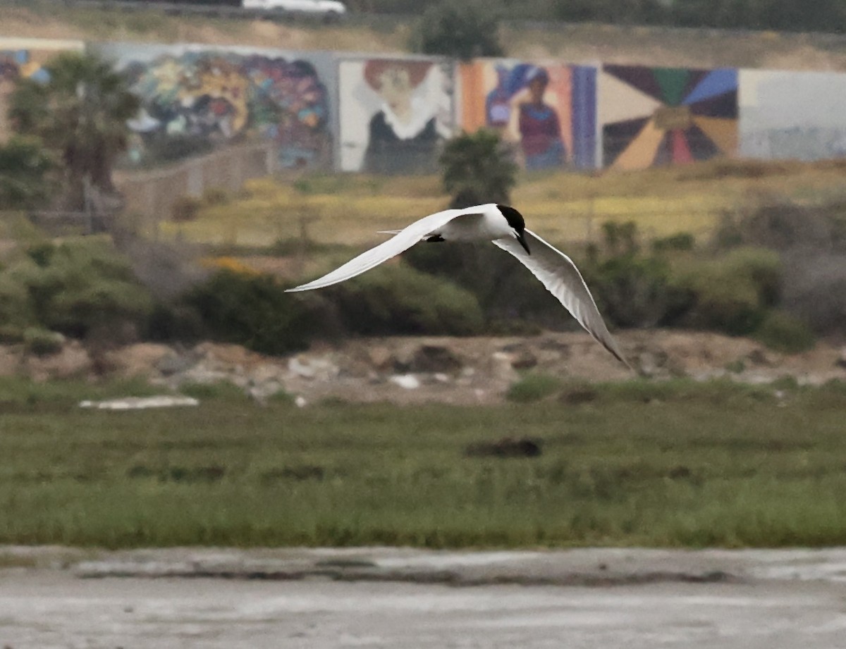 Gull-billed Tern - Millie and Peter Thomas