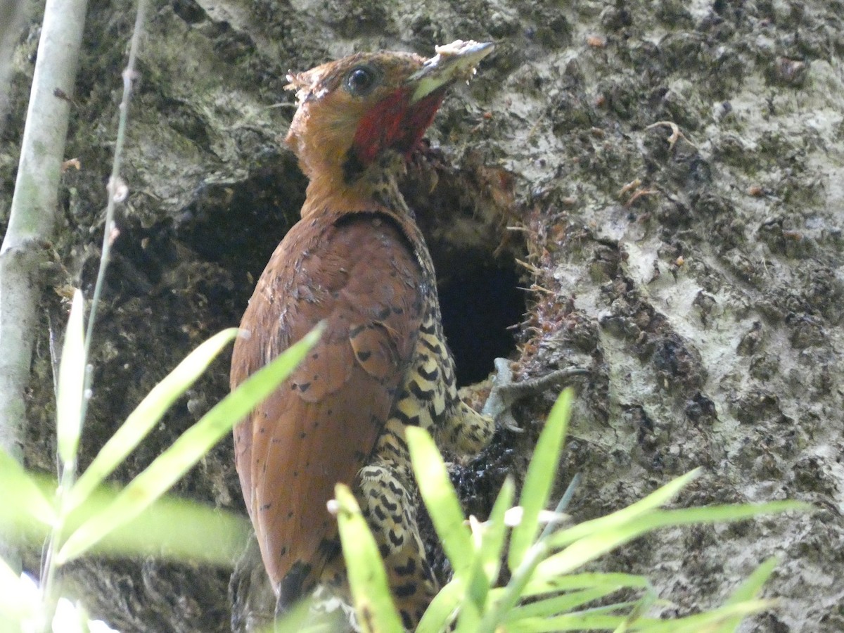 Cinnamon Woodpecker - Larissa  Barrios
