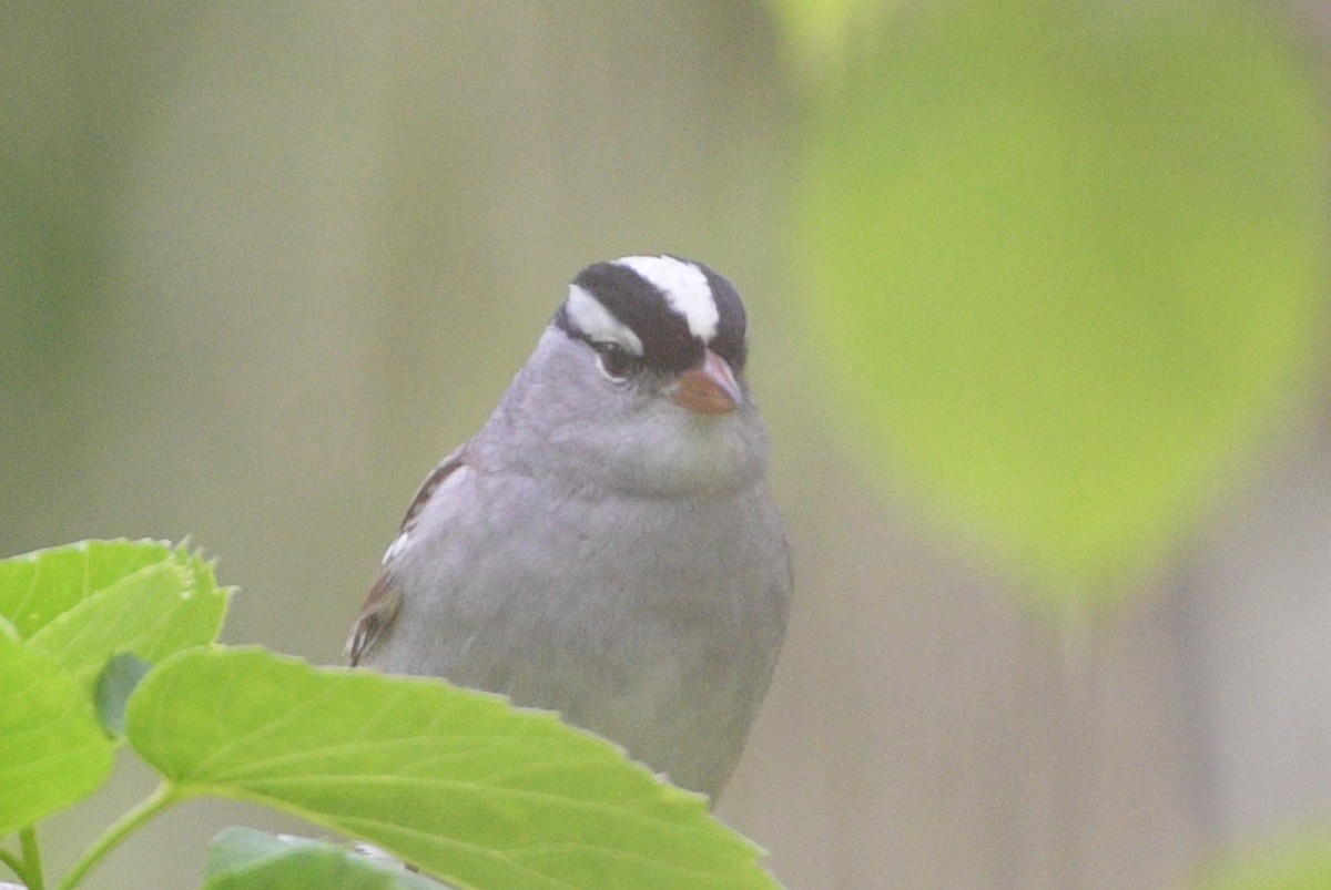 White-crowned Sparrow - Paul Merle