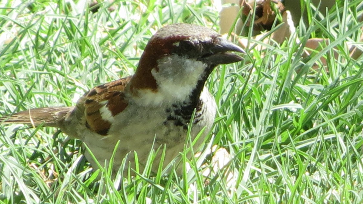 House Sparrow - Delvis Toledo