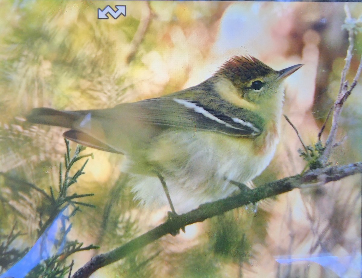 Bay-breasted Warbler - ML618840683