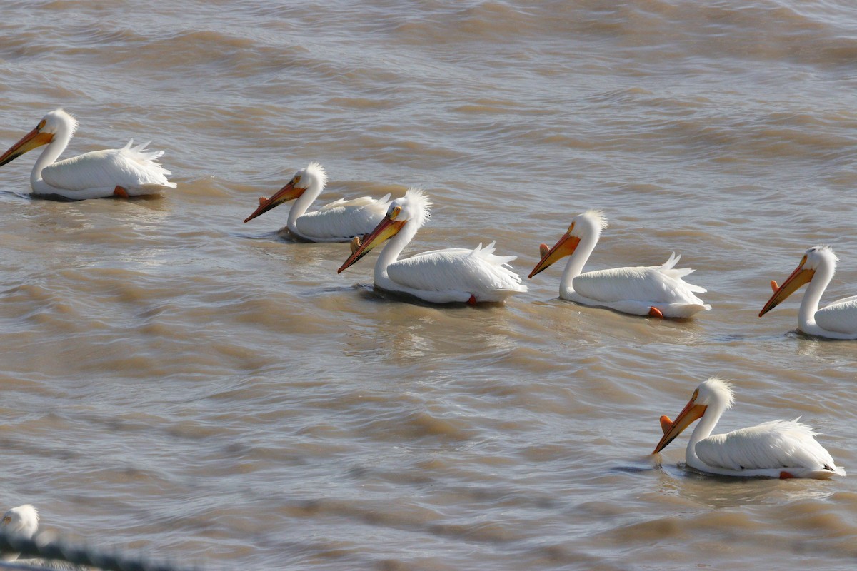 American White Pelican - Jay & Judy Anderson