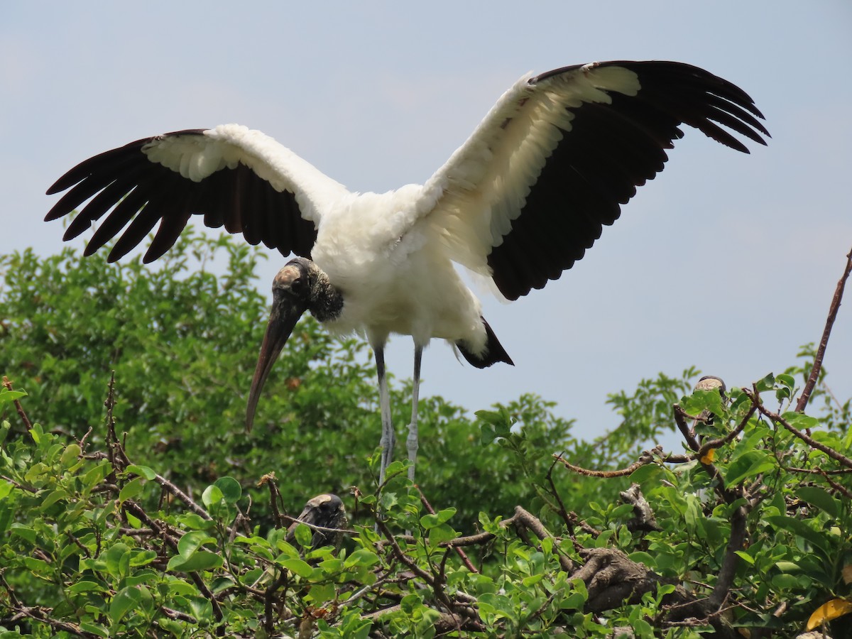 Wood Stork - Laurie Witkin
