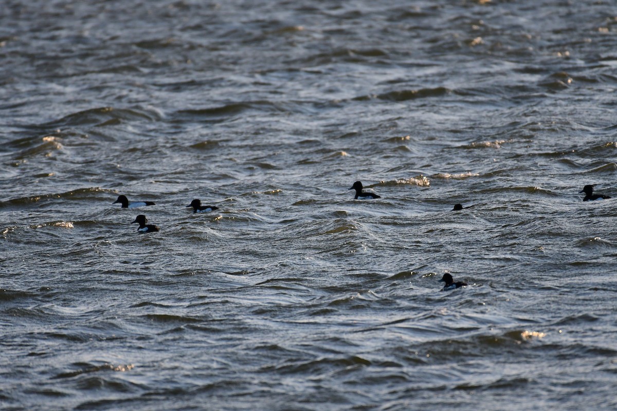 Tufted Duck - ML618840775