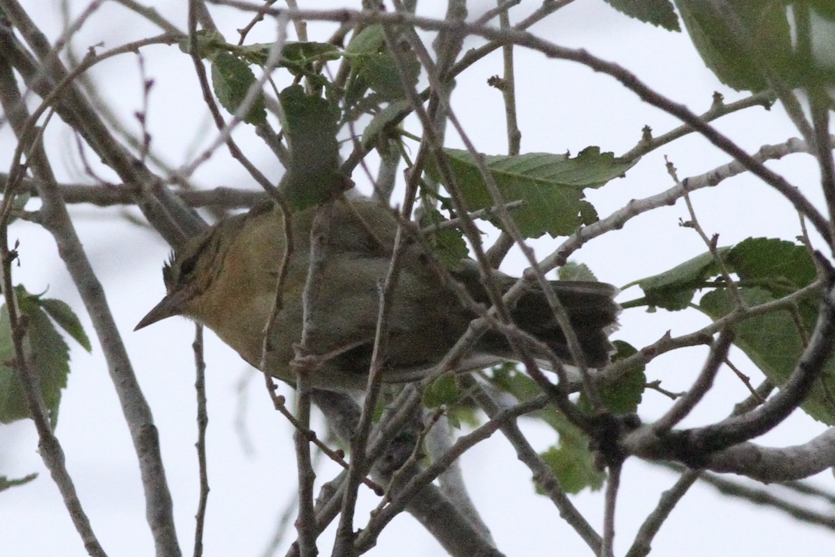 Worm-eating Warbler - Andrew Theus