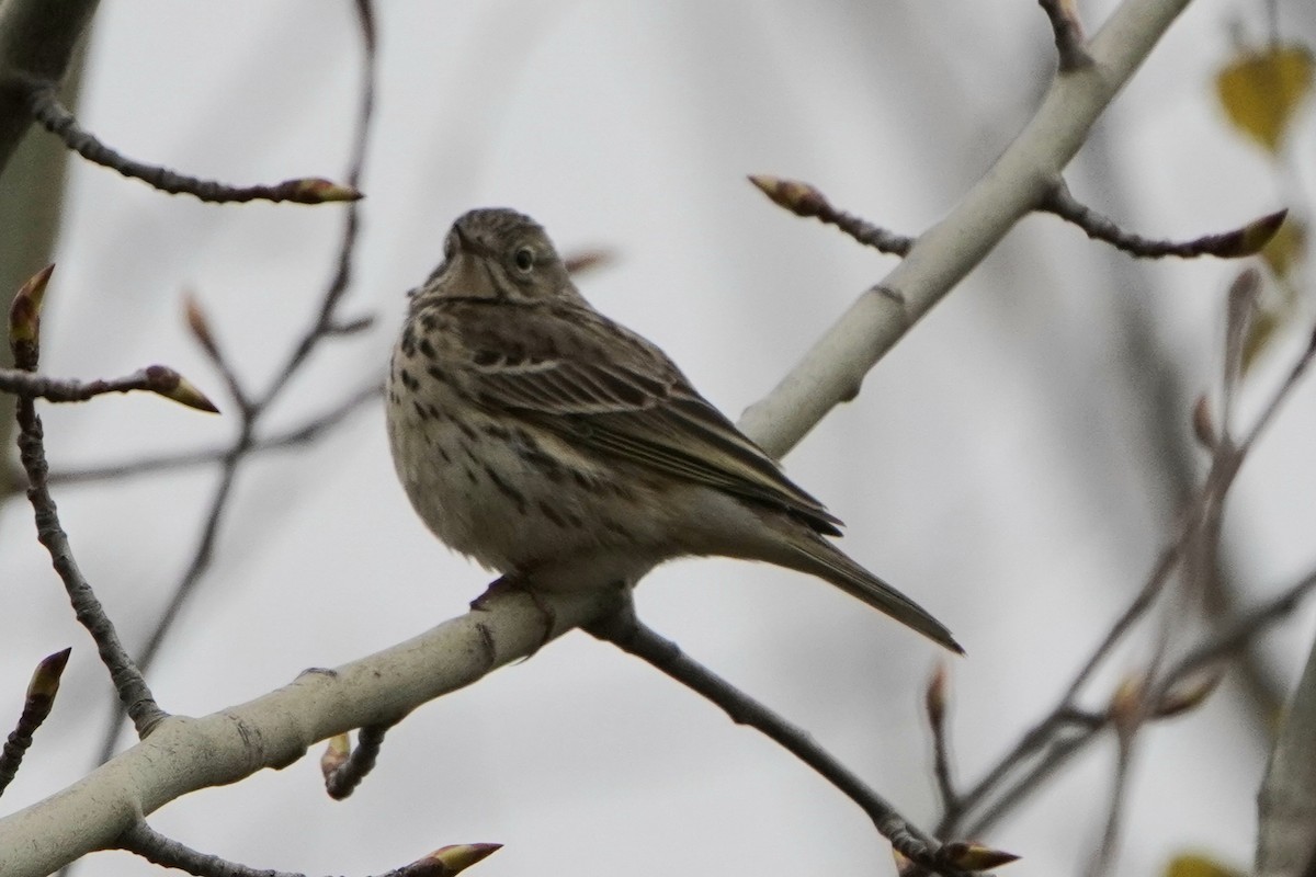 Meadow Pipit - ML618840783