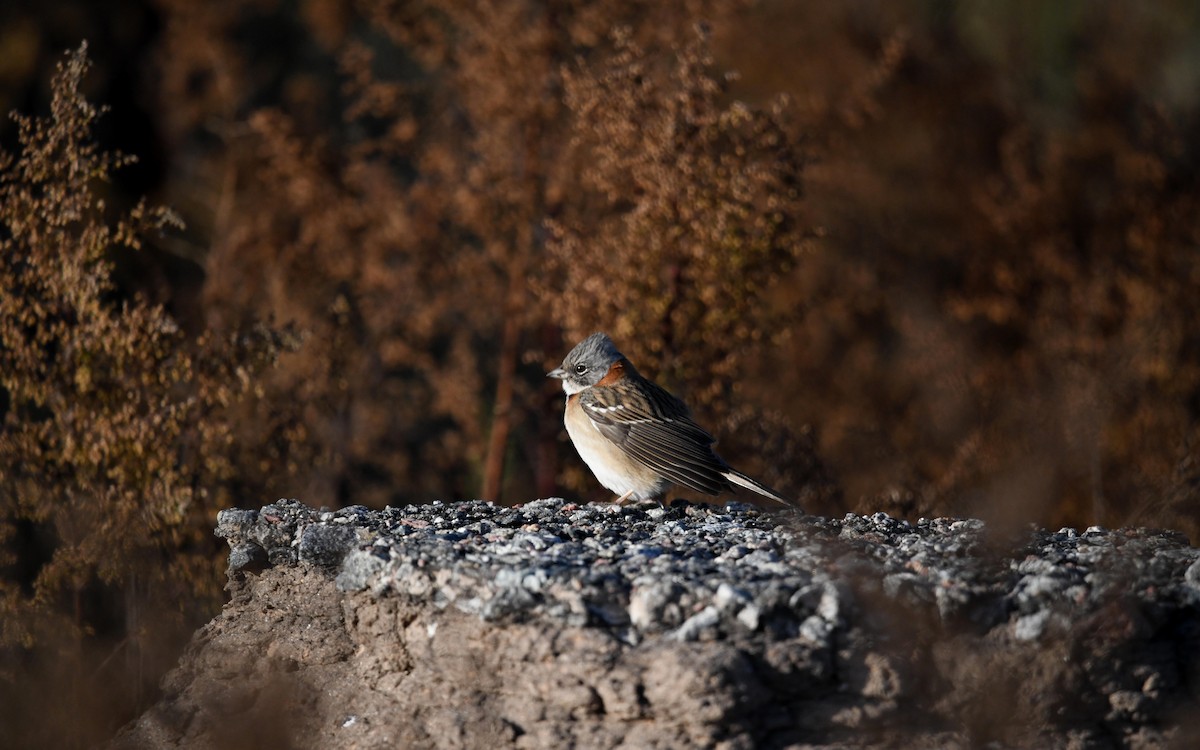 Rufous-collared Sparrow (Patagonian) - Camilo Garcia Gonzalez