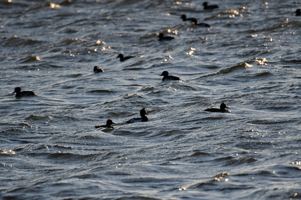 Tufted Duck - ML618840809