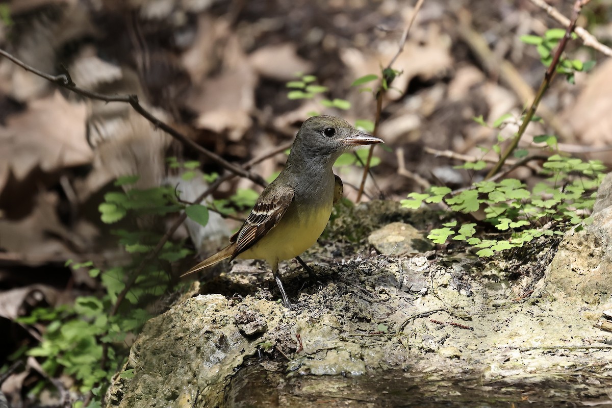 Great Crested Flycatcher - Arman Moreno