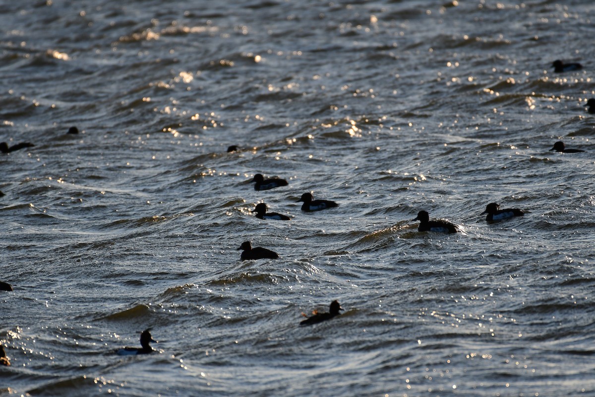 Tufted Duck - ML618840825