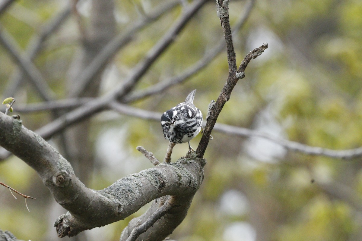 Black-and-white Warbler - JUSTIN HOAGE