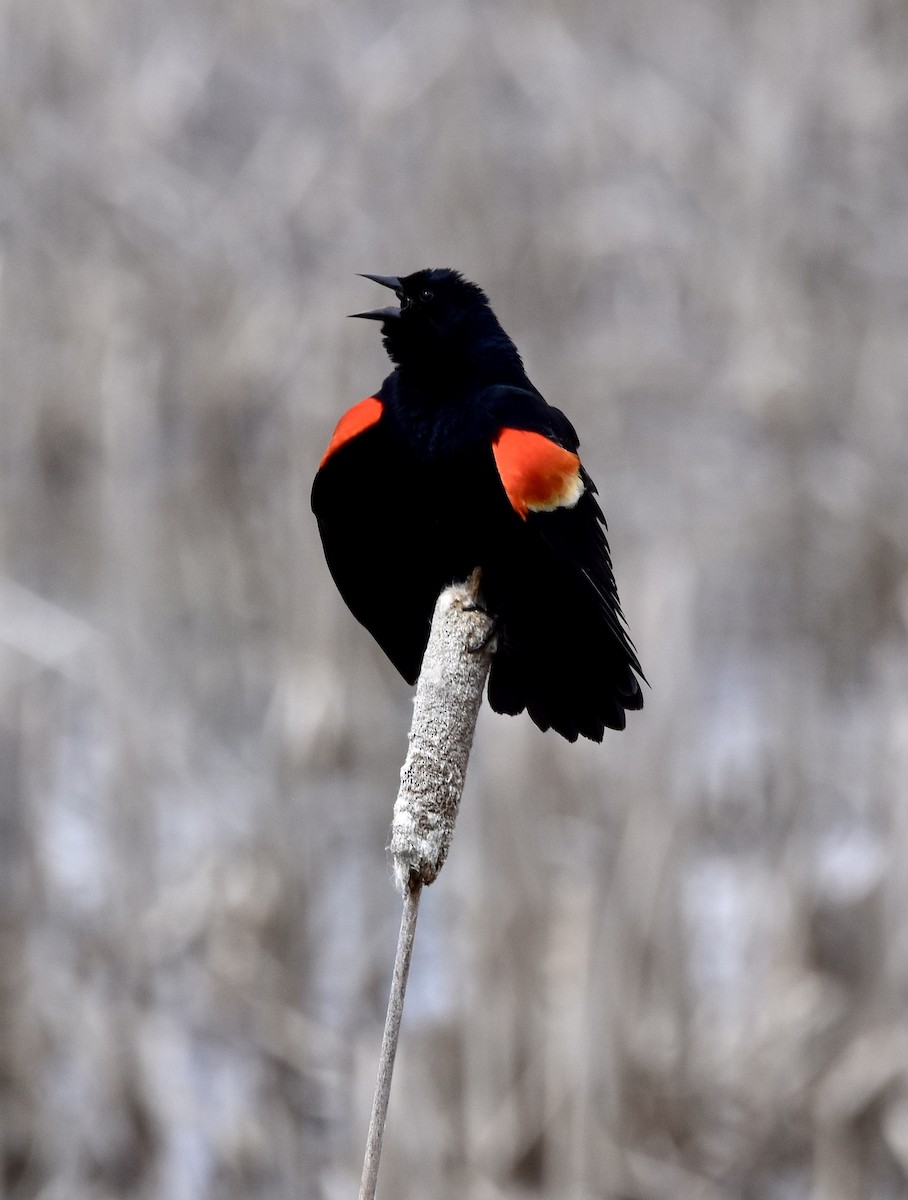 Red-winged Blackbird - ML618840954