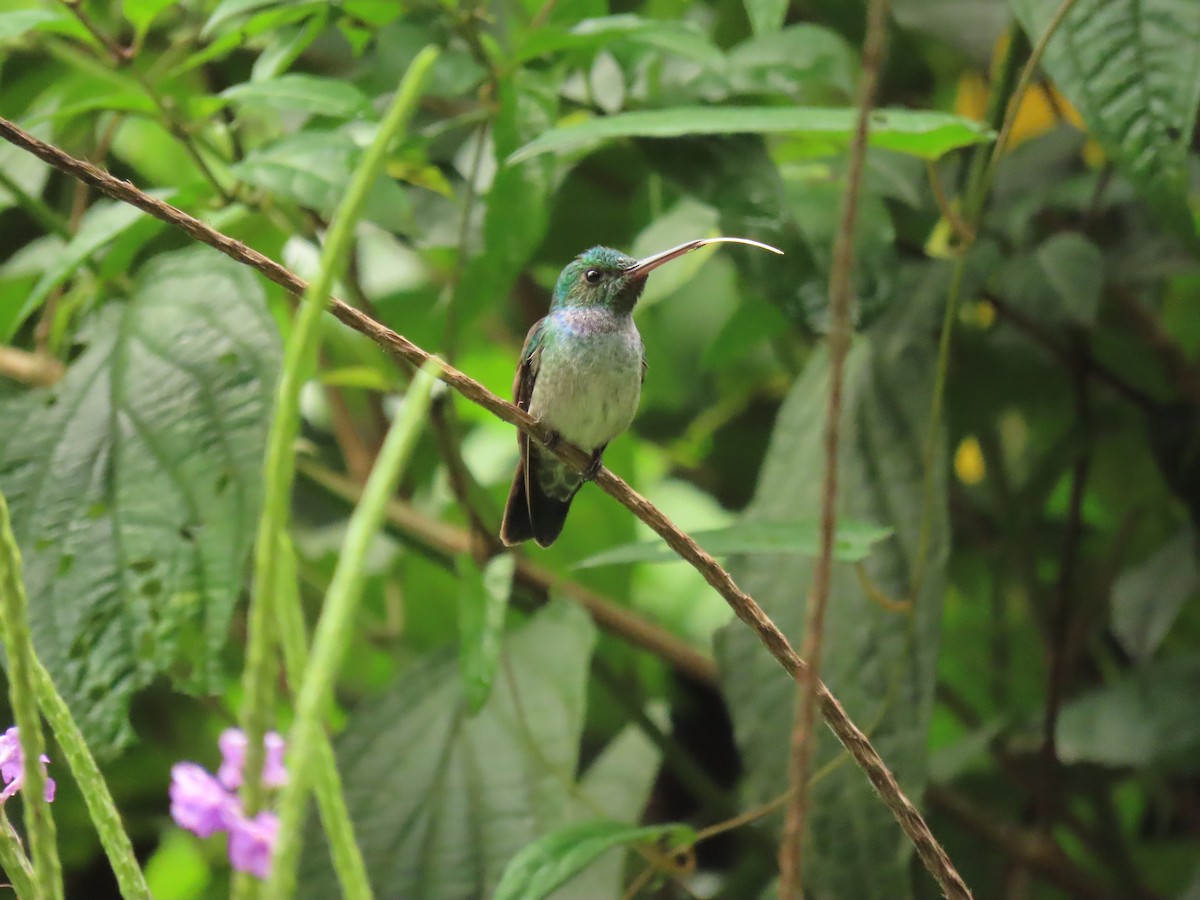 Blue-chested Hummingbird - ML618840957
