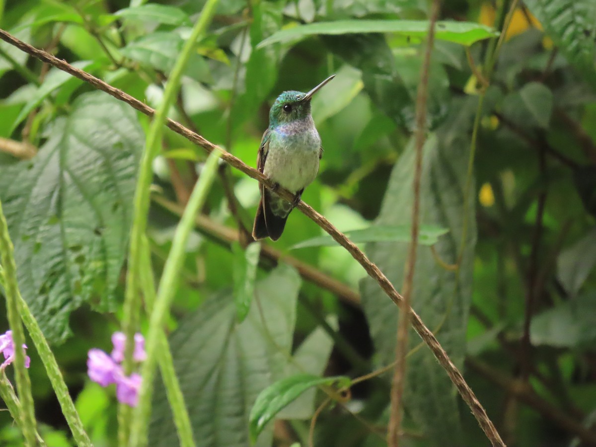 Blue-chested Hummingbird - ML618840958