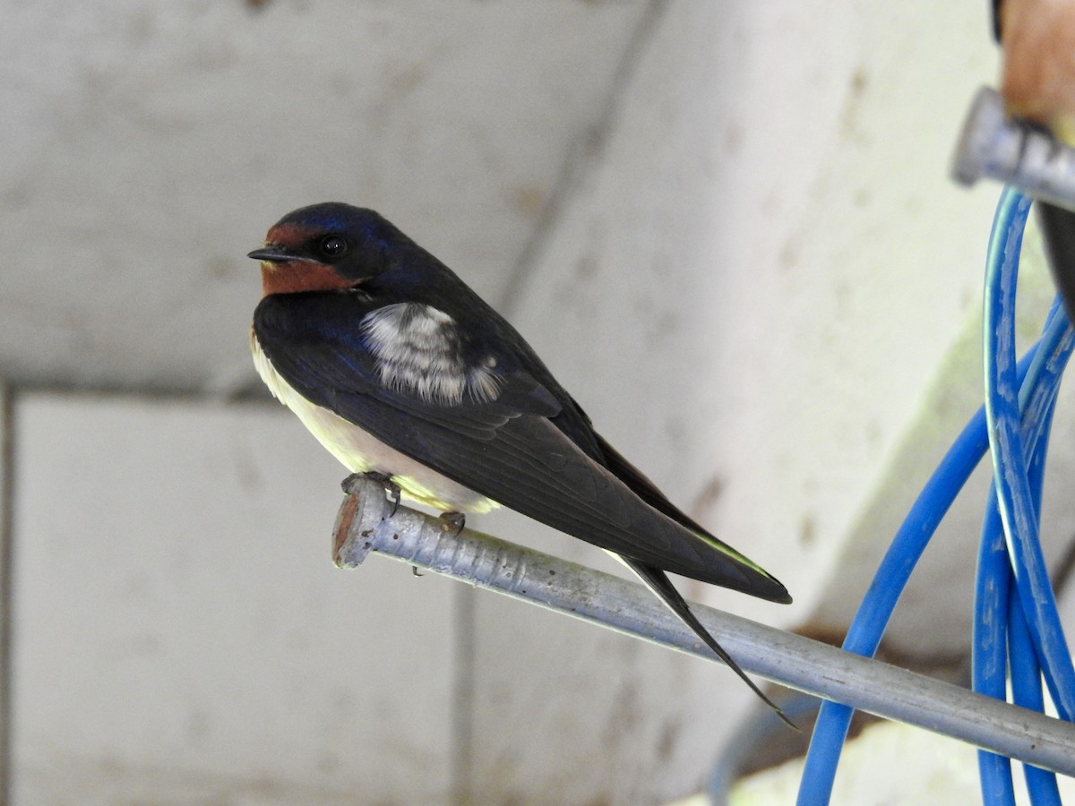 Barn Swallow - ML618841009