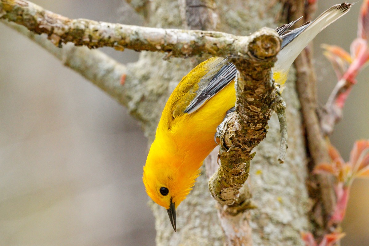 Prothonotary Warbler - JUSTIN HOAGE