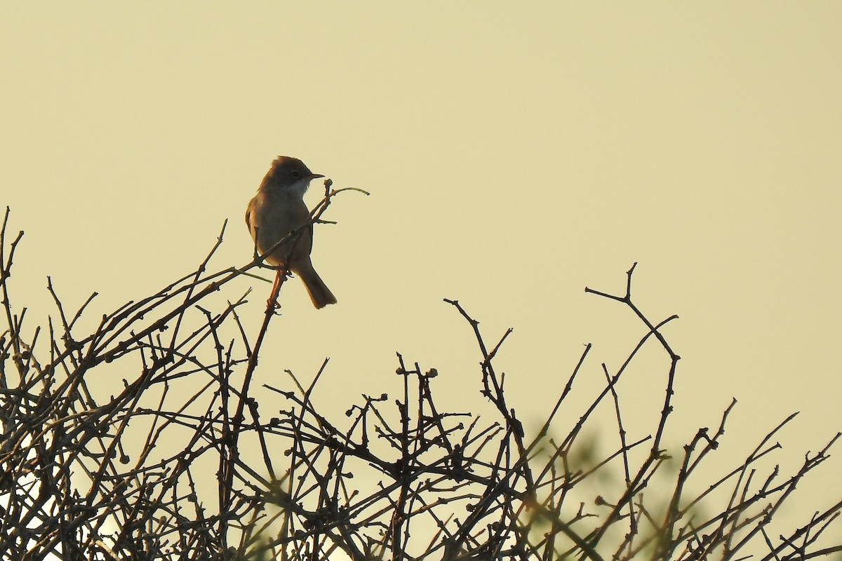 Spectacled Warbler - ML618841024