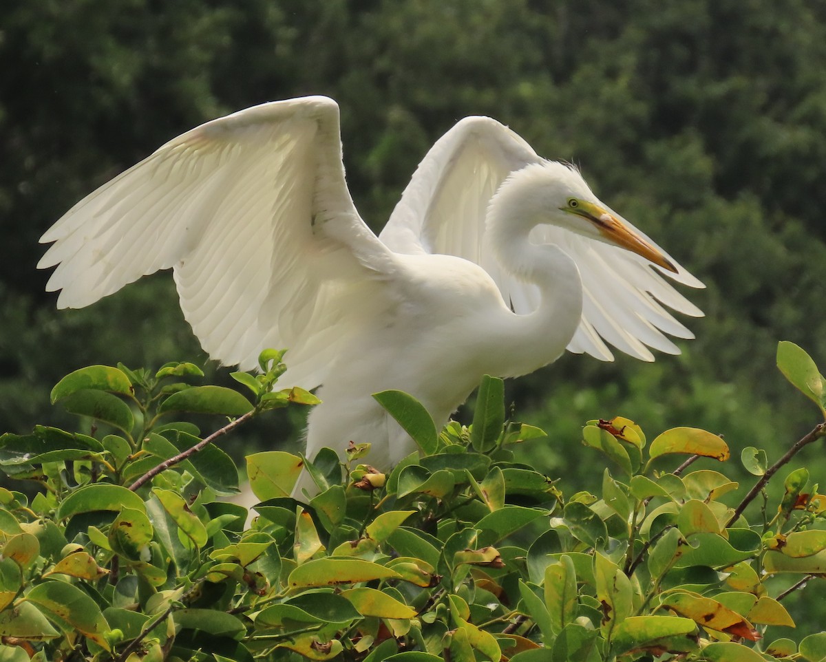 Great Egret - Laurie Witkin