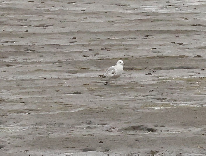 Ring-billed Gull - Millie and Peter Thomas