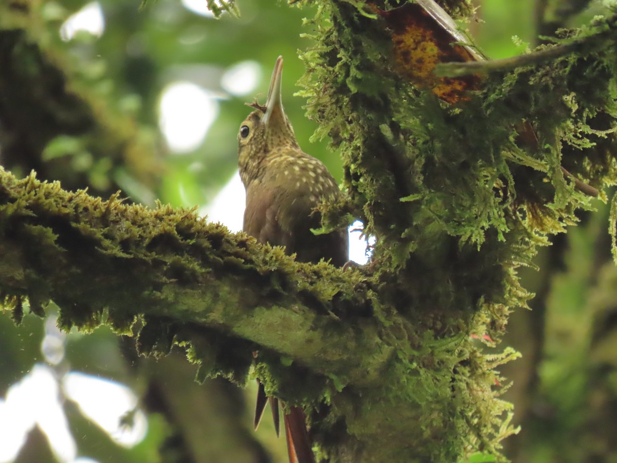 Spotted Woodcreeper - ML618841113
