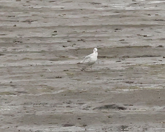 Ring-billed Gull - Millie and Peter Thomas