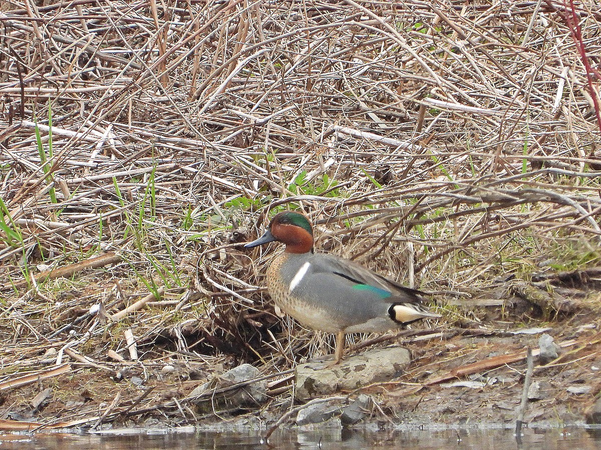 Green-winged Teal - ML618841121