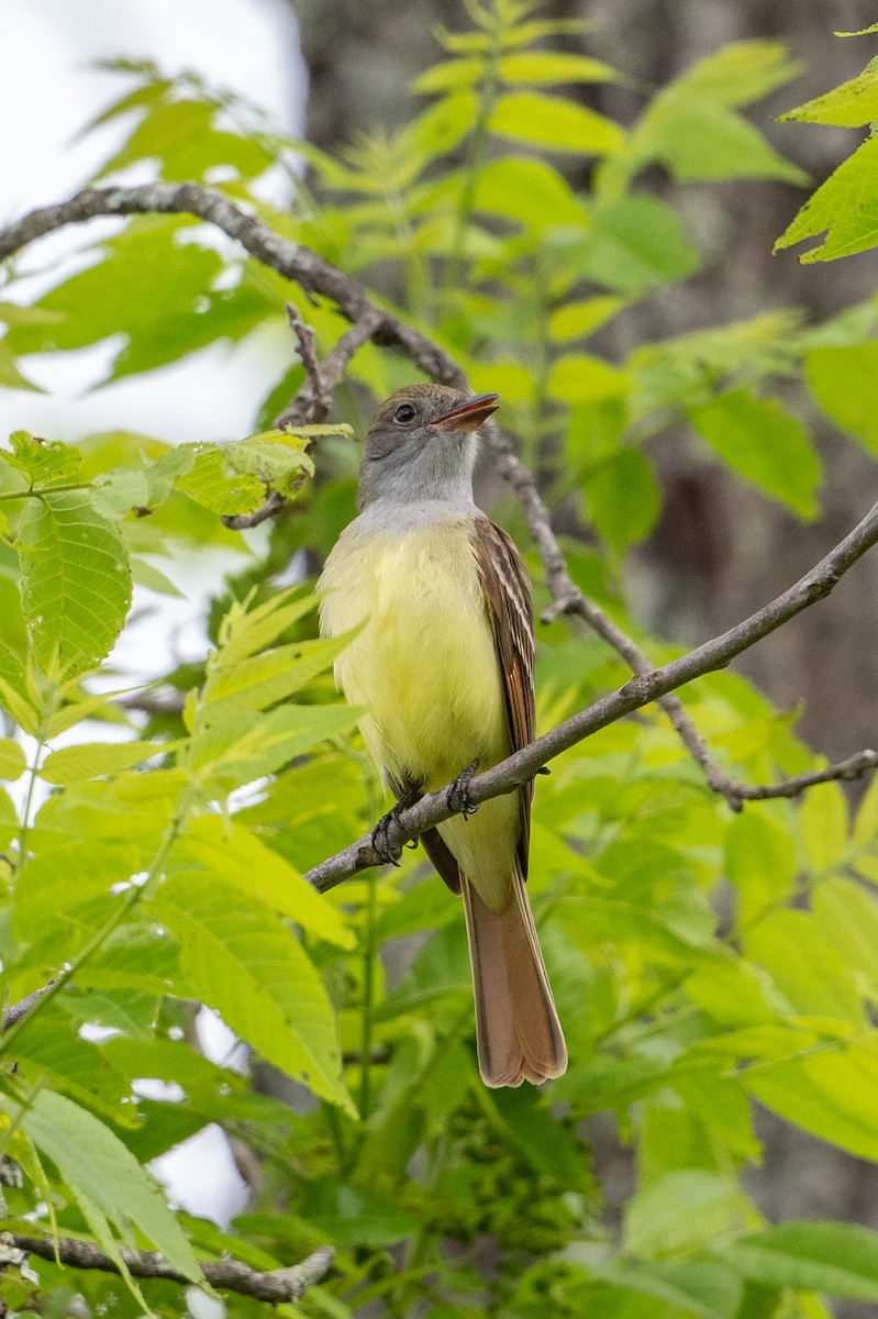 Great Crested Flycatcher - ML618841126