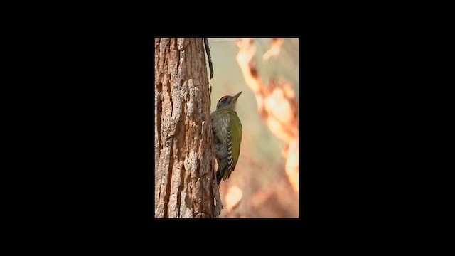Streak-throated Woodpecker - ML618841136